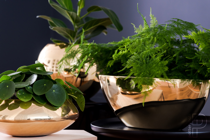 Platinum SfeerLQ Logo (51)