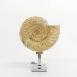 Ammonite Perisphinctes